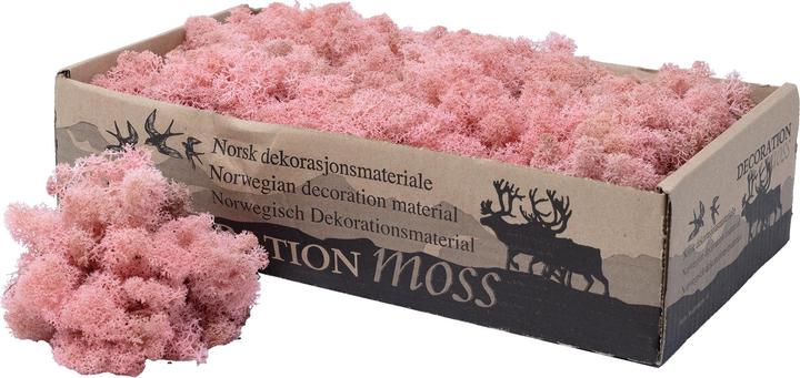 Actual product image Flowerbox Iceland moss