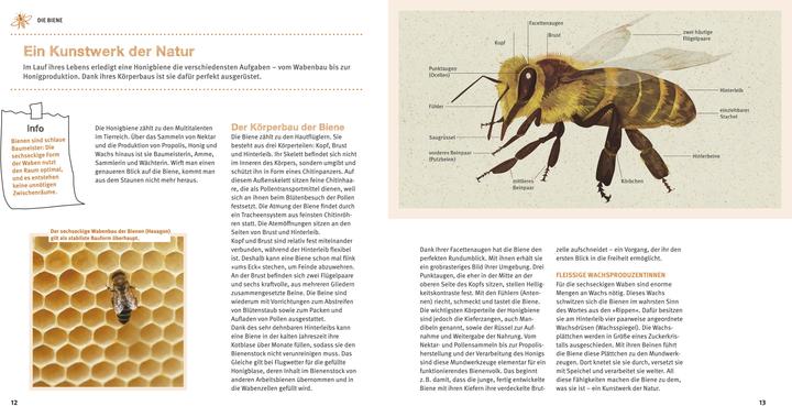 Produktbild Bienen Basics (Deutsch, Armin Bielmeier, 2016)
