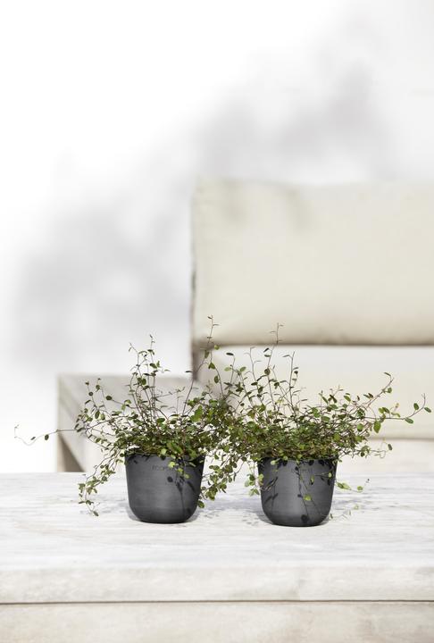 Immagine prodotto Ecopots Oslo Mini (16 cm)