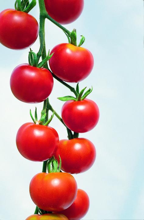 Produktbild Zollinger Bio Tomate, Rote Cherry