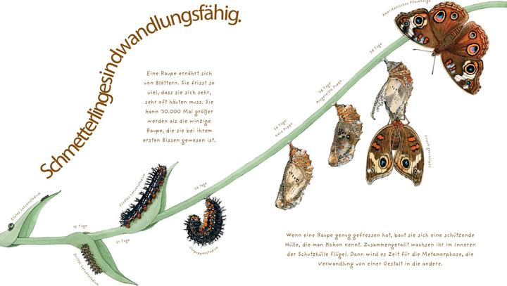 Produktbild Das wundersame Leben der Schmetterlinge (Deutsch, Dianna Hutts Aston, 2017)