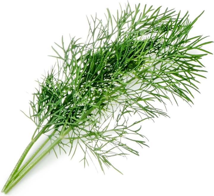 Produktbild Véritable Bio-Dill (Kräutersamen)