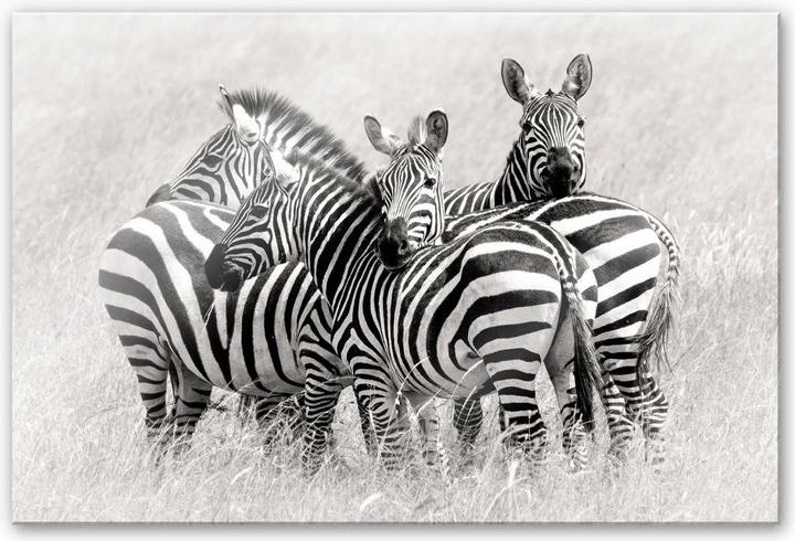 Image du produit Trenddeko Trubitsyn - Zèbres dans la savane (120 x 75 cm)