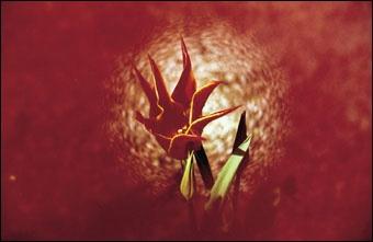 Actual product image Cokin A068 Ring filter red (67 mm, Colour filters)