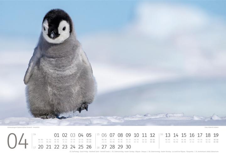 Produktbild Pinguine Kalender 2026