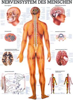 Ruediger RÜDIGER Planche pédagogique laminée Système nerveux 70 x 100 fr (70 x 100 cm)