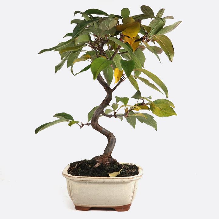 Immagine prodotto Bonsai.ch Malus torringo Jap. Bergapfelbaum cm