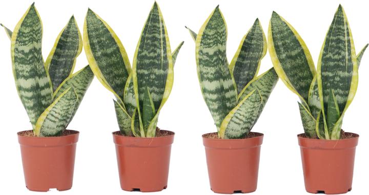 Produktbild Plant in a Box Sansevieria trifasciata 'Futura Superba' - 4er Set Bogenhanf (35 cm)