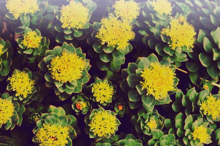 Image du produit Zimmerli Adaptogene Poudre de Rhodiola Rosea (BIO) (1 pièce(s), Poudre, 100 g)