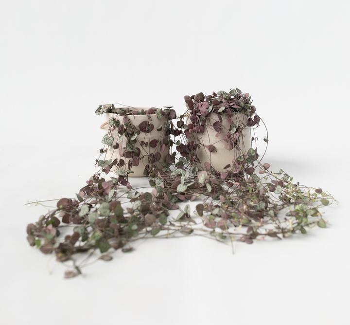 Actual product image Plant in a Box Ceropegia linearis Woodii - set of 2 countersunk heart leafs (20 cm)