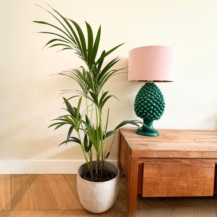 Actual product image Plant in a Box Howea Forsteriana - Kentia Palm (100 cm)