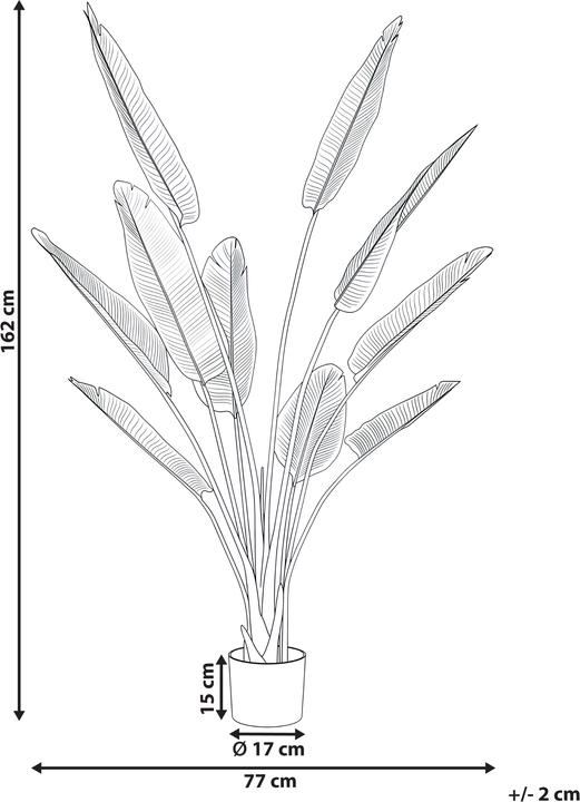 Produktbild Beliani Banana Tree (162 cm)