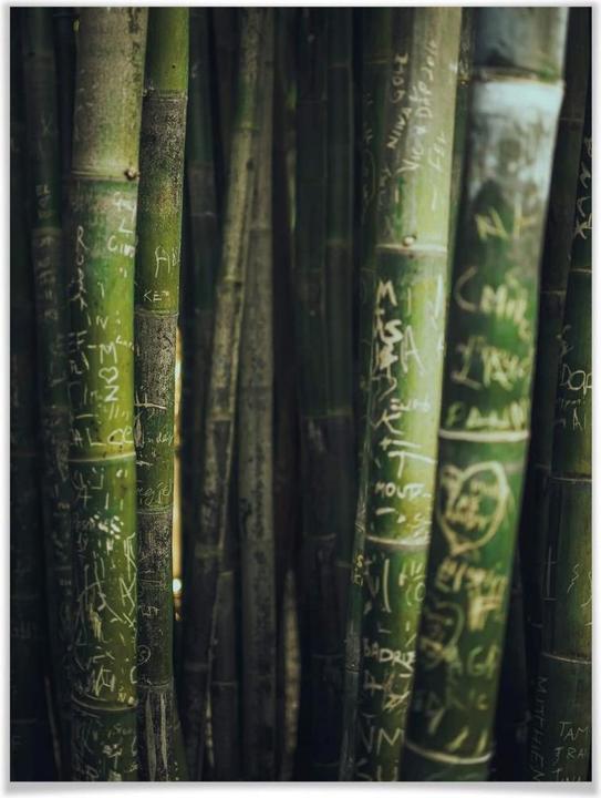 Image du produit Trenddeko Bambou vert (24 x 30 cm)