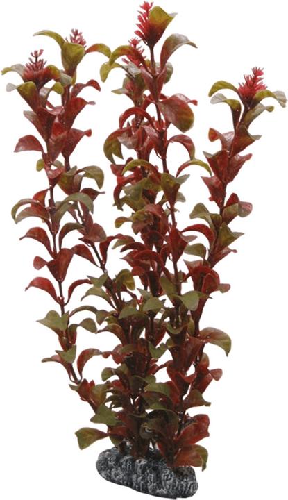 Dohse Rotala, 30 cm (Dekoration, Pflanzen)