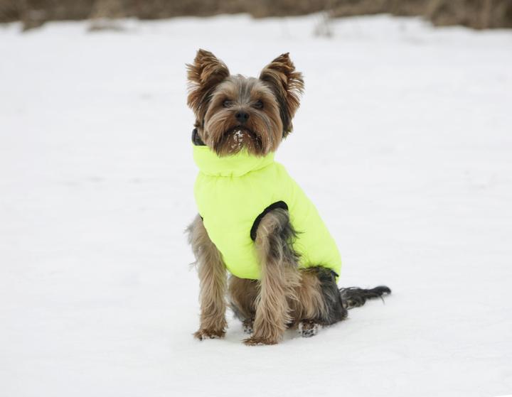 Actual product image Kerbl Charmonix quilted coat, grey/neon yellow, XS 30 cm (XS, Dog coat)