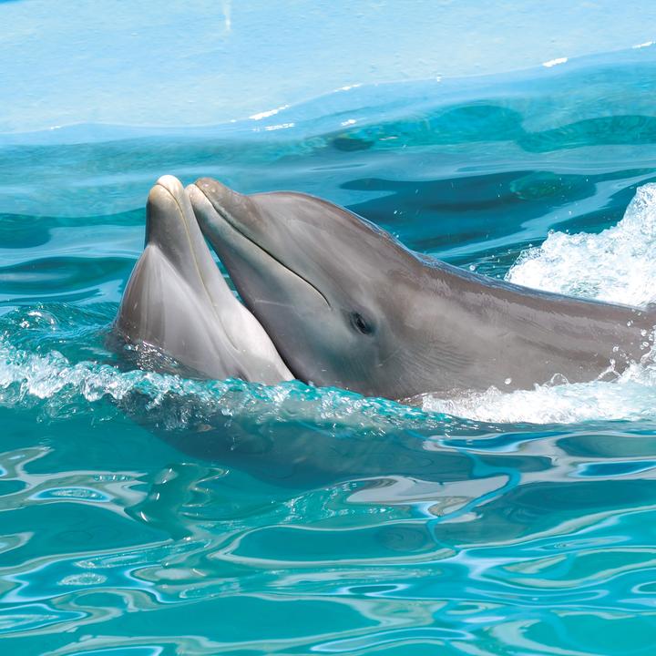 Produktbild Meerestiere 2026 (30 x 30 cm, Harter Einband, Deutsch, Spanisch, Französisch, Tschechisch, Polnisch, Niederländisch, Italienisch, Englisch)