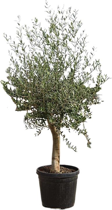 Produktbild Meier Oberzeihen Olivenbaum Standard