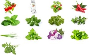 Immagine prodotto Click and Grow Insalata verde (Semi di verdura)