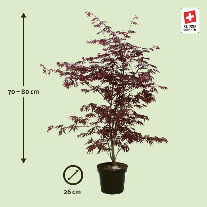 Immagine prodotto Zulauf Japanischer Fächer-Ahorn / Acer palmatum 'Trompenburg' (80 cm)