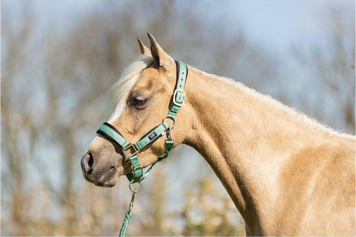 Immagine prodotto BR Equestrian Equipment Set Cavezza e lunghina