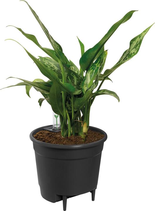 Actual product image Elho Self-irrigation systems