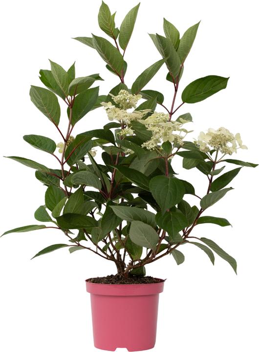 Produktbild Plant in a Box Hydrangea paniculata 'Early Harry' - Hortensie (25 cm)