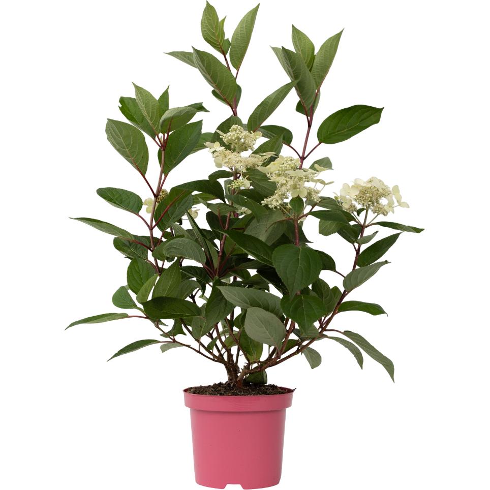 Plant in a Box, Pflanzen, Hydrangea paniculata 'Early Harry' - Hortensie (25 cm)