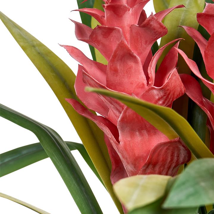 Produktbild Beliani Guzmania Atilla (50 cm)