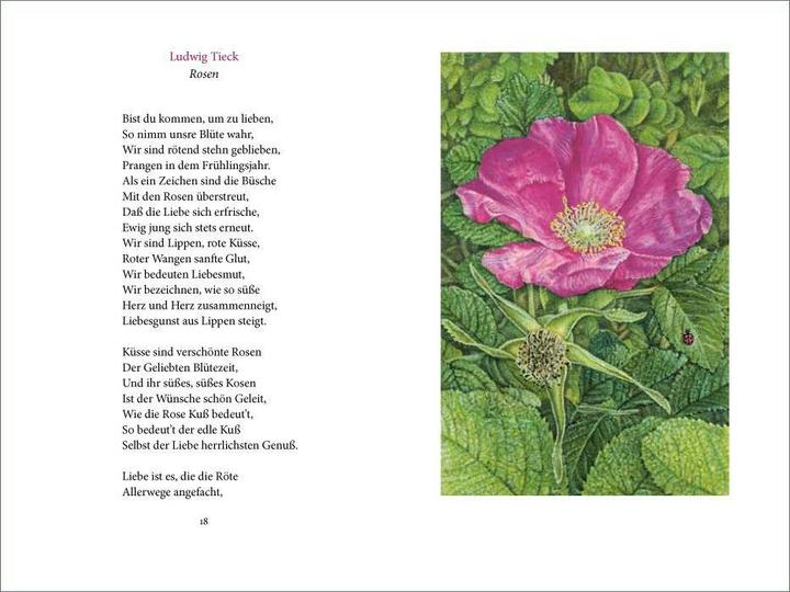 Produktbild »Ich wollt' dein Bett mit einer Rose schmücken« (Deutsch, Christina Kraus, Matthias Reiner, 2017)