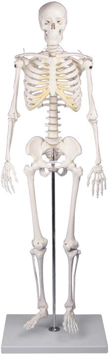 Actual product image Erler Zimmer Miniature skeleton Tom
