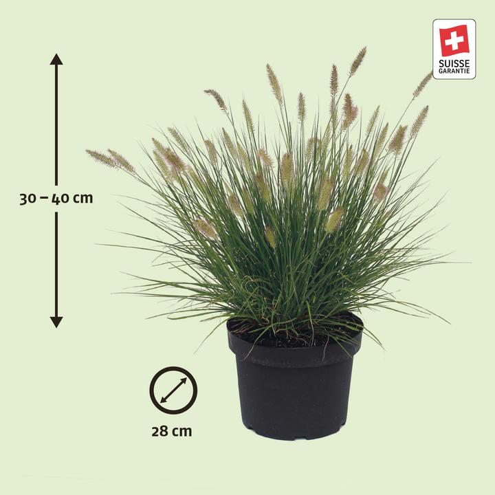 Produktbild Zulauf Federborstengras / Pennisetum alopecuro. Hameln (30 cm)