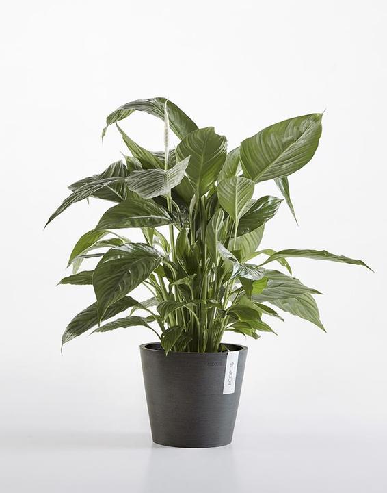 Produktbild Ecopots Amsterdam