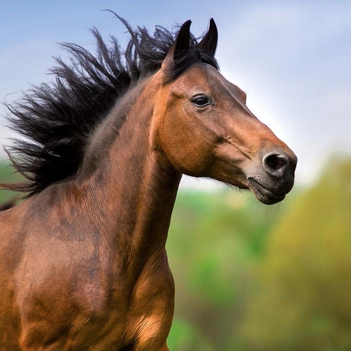 Produktbild Pferde/Horses 2026 (30 x 30 cm)