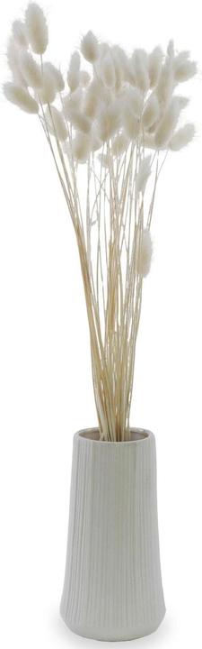 Immagine prodotto Soli Collection Fiori secchi Lagurus 50-60 cm, Bianco (Fiori secchi)