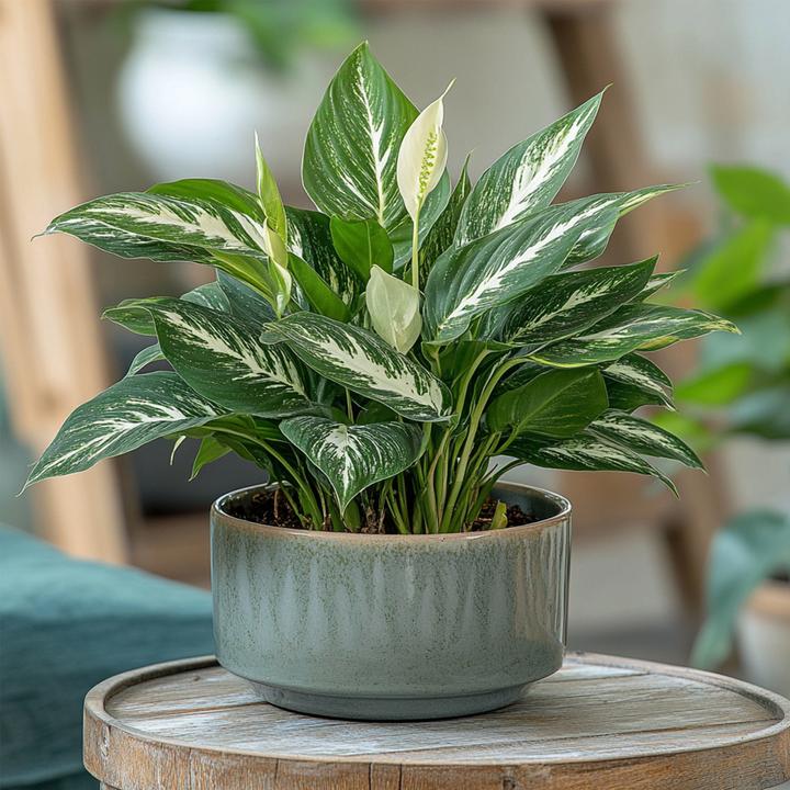Produktbild Plant in a Box Spathiphyllum Diamond - Diamant-Efeu (40 cm)