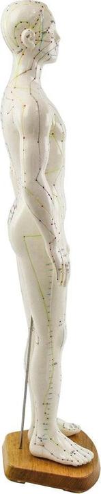 Immagine prodotto HeineScientific Modello di agopuntura