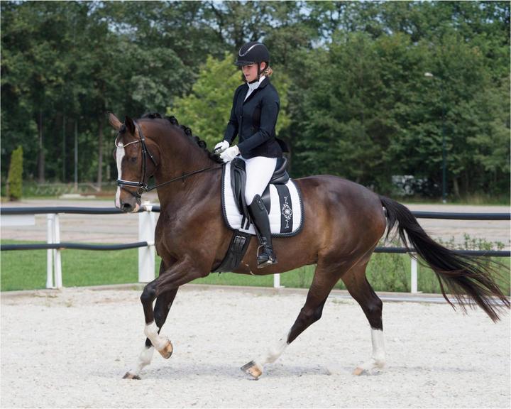 Actual product image Qhp Tournament jacket Novèn (36)