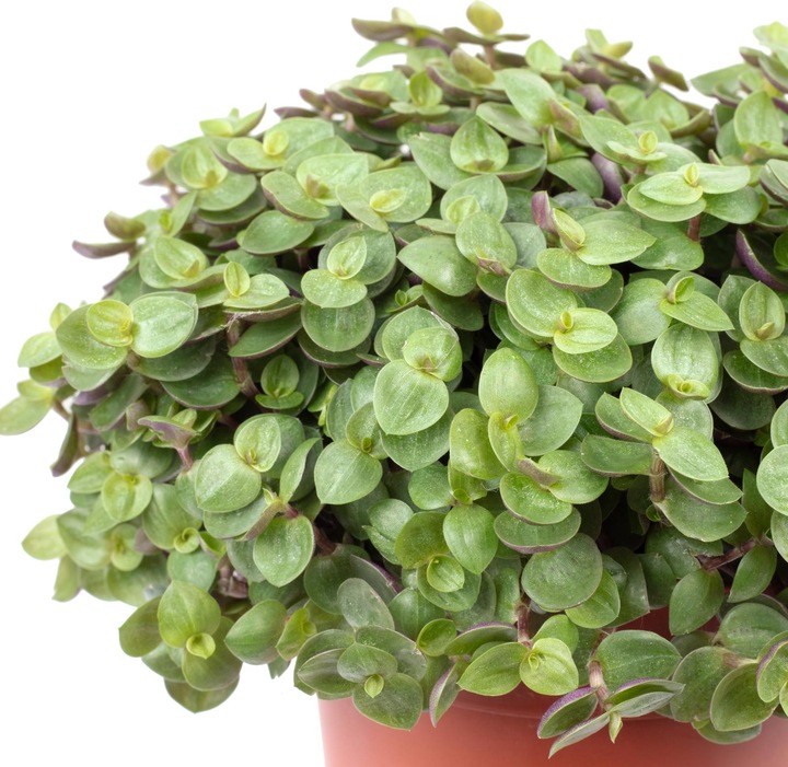 Immagine prodotto Flowerbox Kriechendes Schönpolster - Callisia Turtle "Smit Eden Elegance" (15 cm)