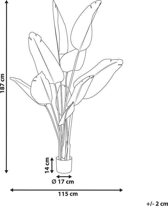 Immagine prodotto Beliani Banana Tree (187 cm)
