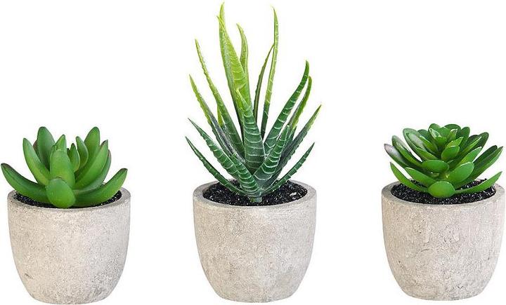Image du produit Carlo Milano Succulentes décoratives (15 cm)