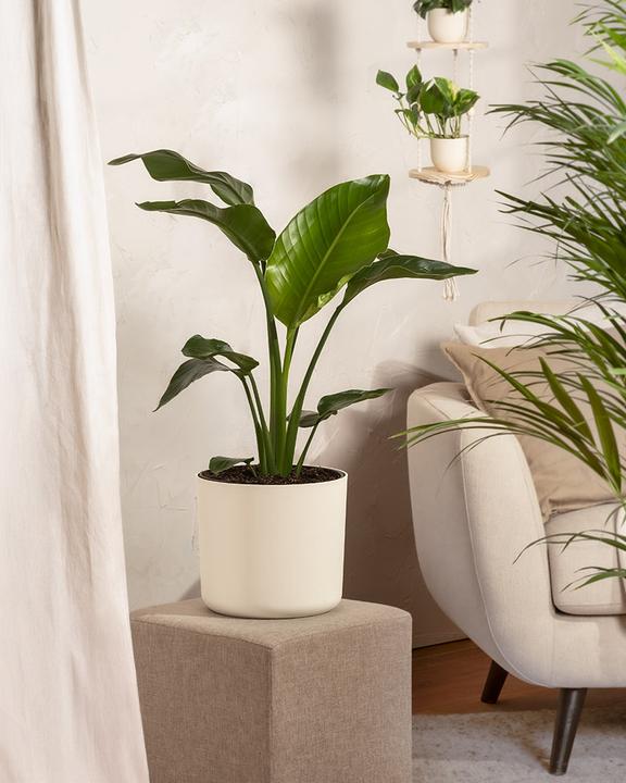 Produktbild feey Grosse Strelitzie (85 cm, Frisch umgetopft)