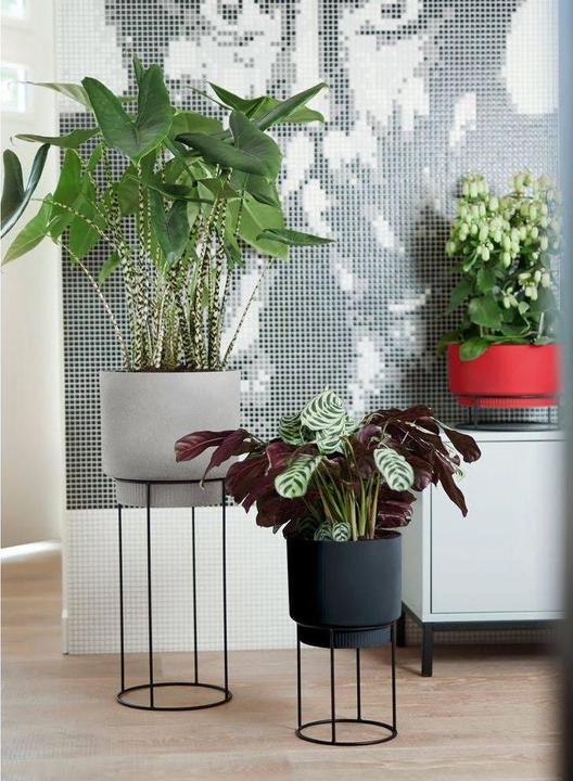 Immagine prodotto Elho B. per lo studio (22 cm)