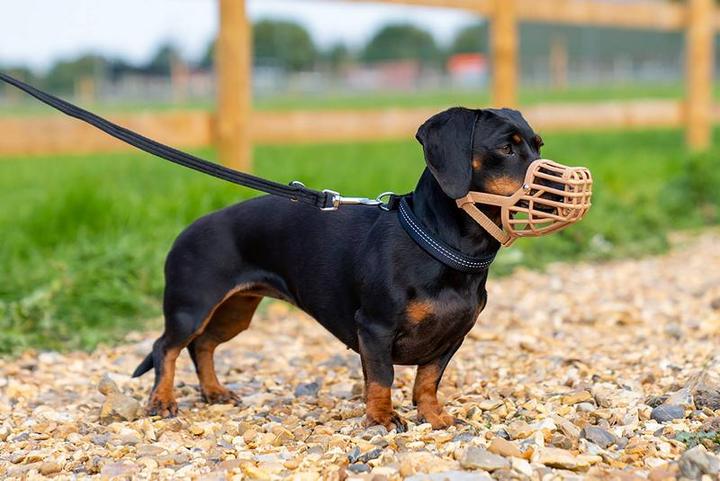 Produktbild Company of Animals Baskerville (Hund, Allgemein)