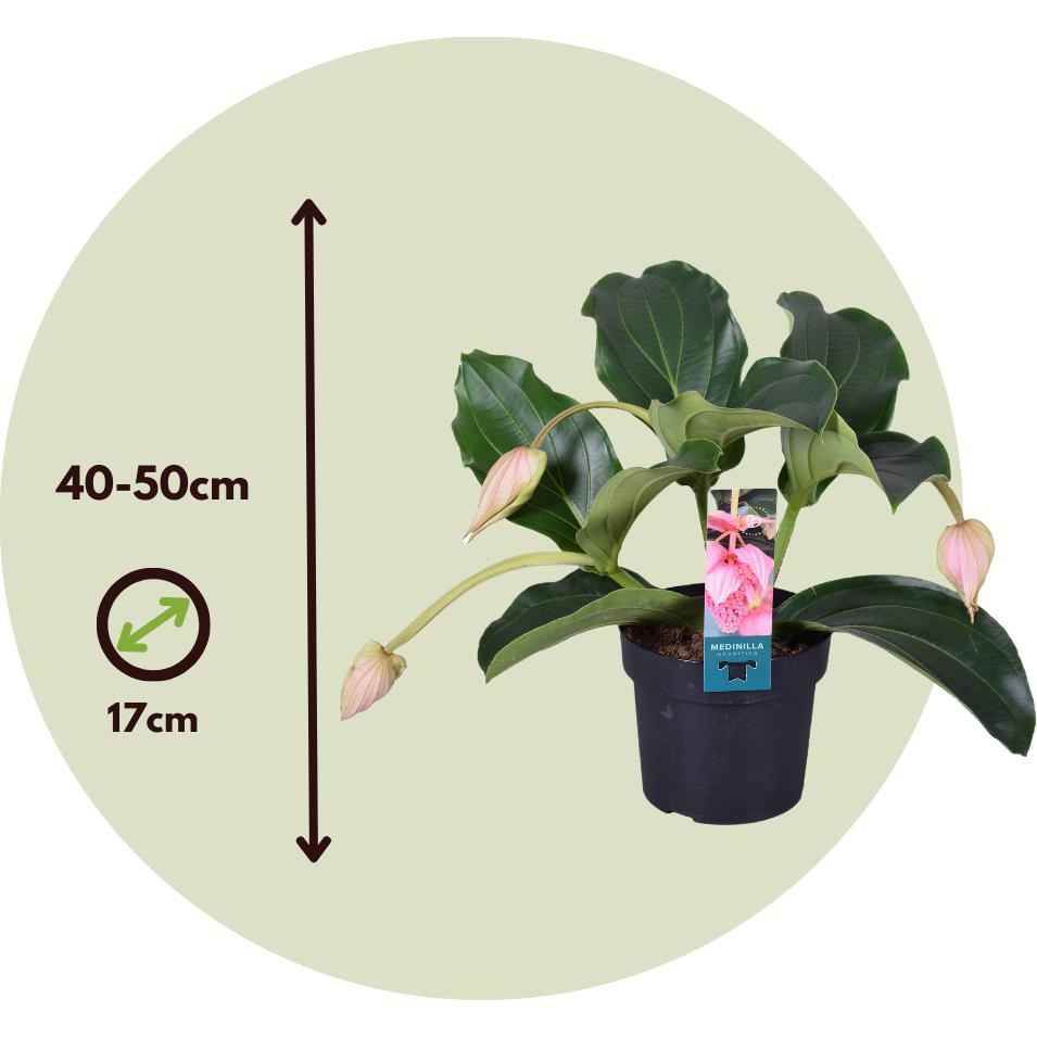 Thumbnail - Plant in a Box, Pflanzen, Medinilla Magnifica - 2er Set Rosenmedinilla (40 cm)