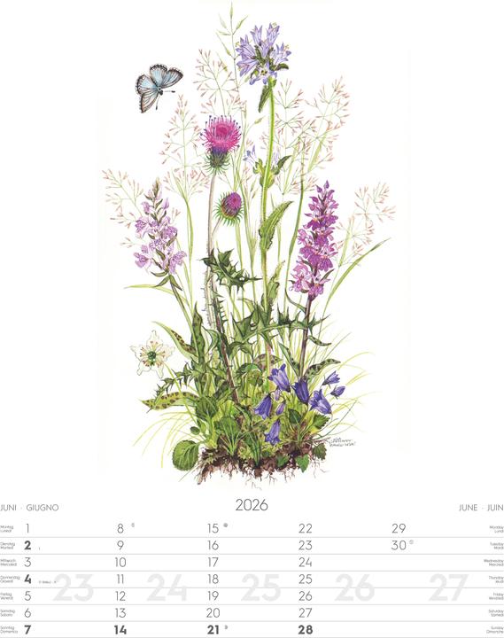 Produktbild Alpenblumen-AquarelleKalender2026