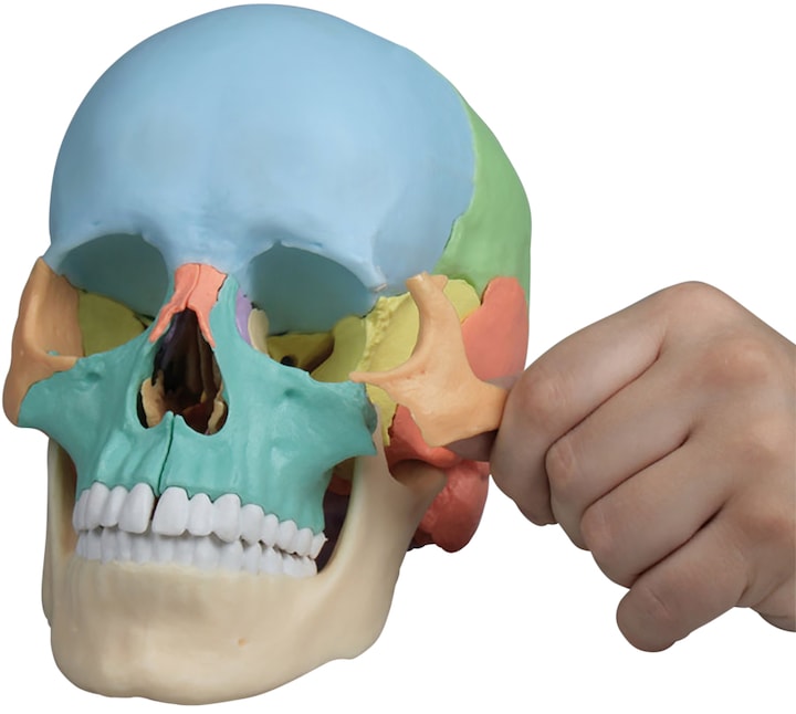 Actual product image Erler Zimmer Osteopathy skull model, 22 pieces