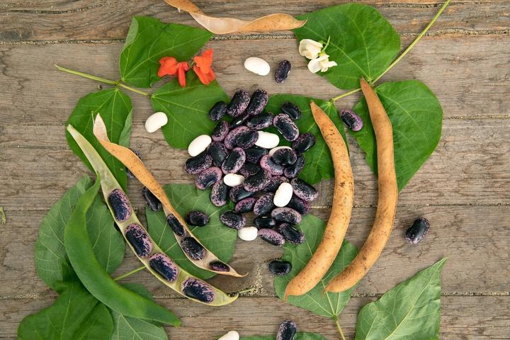 Produktbild Zollinger Bio Feuerbohne, Meienbohne (Keimlinge)