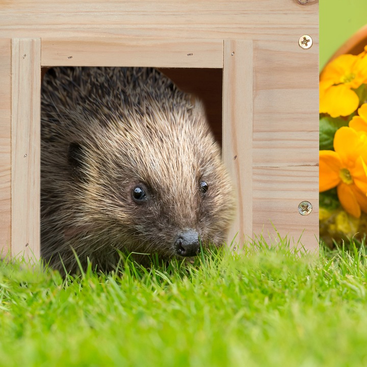 Actual product image Relaxdays Hedgehog House
