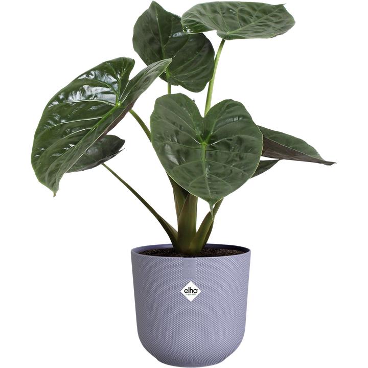 Produktbild Elho Jazz Rund