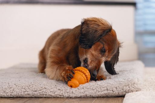 Immagine prodotto Beeztees Sumo Play Dental (Gioco da masticare per cani)